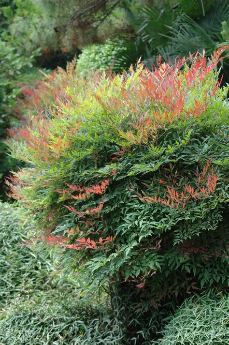 南天竹寺|南天竹(嘉義植物園)